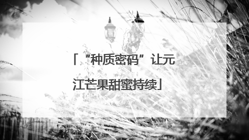 “种质密码”让元江芒果甜蜜持续