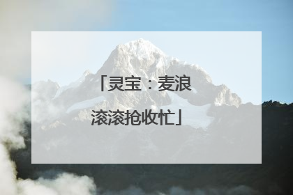 灵宝：麦浪滚滚抢收忙