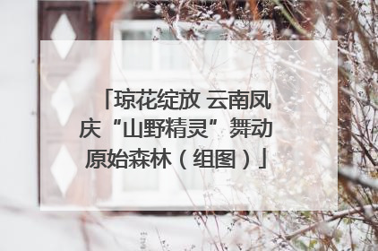琼花绽放 云南凤庆“山野精灵”舞动原始森林（组图）