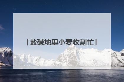 盐碱地里小麦收割忙