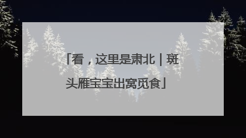 看，这里是肃北｜斑头雁宝宝出窝觅食