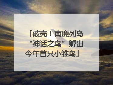 破壳！南麂列岛“神话之鸟”孵出今年首只小雏鸟
