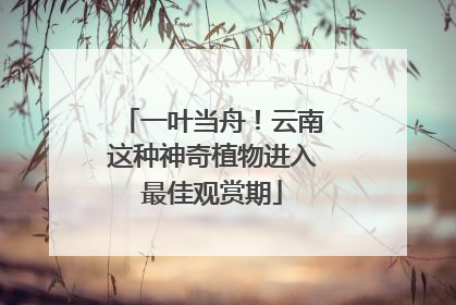一叶当舟！云南这种神奇植物进入最佳观赏期