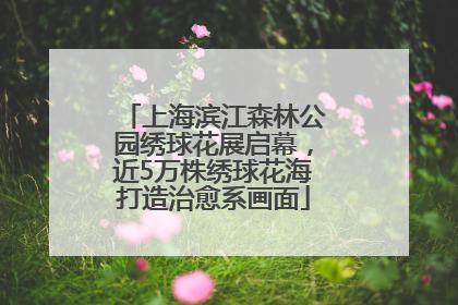 上海滨江森林公园绣球花展启幕，近5万株绣球花海打造治愈系画面