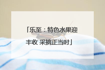 乐至：特色水果迎丰收 采摘正当时