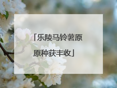 乐陵马铃薯原原种获丰收