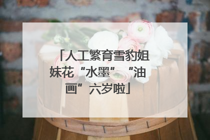 人工繁育雪豹姐妹花“水墨”“油画”六岁啦