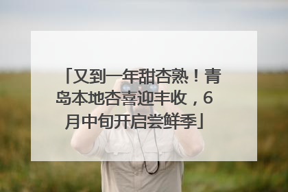 又到一年甜杏熟！青岛本地杏喜迎丰收，6月中旬开启尝鲜季