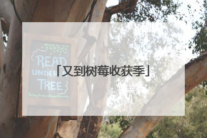又到树莓收获季