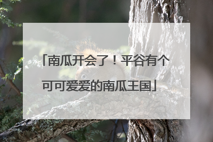 南瓜开会了！平谷有个可可爱爱的南瓜王国