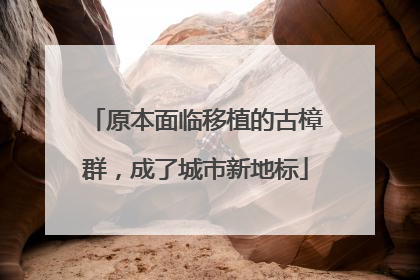 原本面临移植的古樟群，成了城市新地标