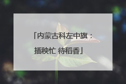 内蒙古科左中旗：插秧忙 待稻香