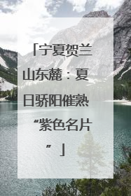 宁夏贺兰山东麓：夏日骄阳催熟“紫色名片”