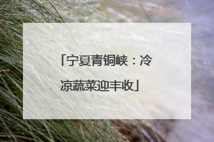 宁夏青铜峡：冷凉蔬菜迎丰收