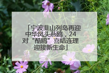 宁波韭山列岛再迎中华凤头燕鸥，24对“酷鸥”喜结连理迎接新生命
