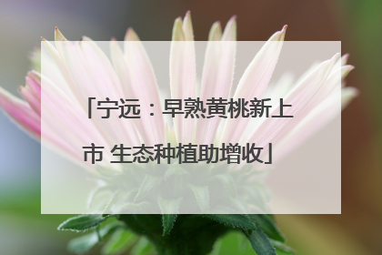 宁远：早熟黄桃新上市 生态种植助增收