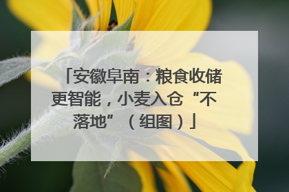 安徽阜南：粮食收储更智能，小麦入仓“不落地”（组图）