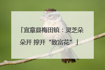宜章县梅田镇：灵芝朵朵开 撑开“致富花”