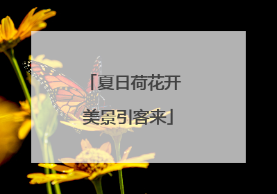 夏日荷花开 美景引客来
