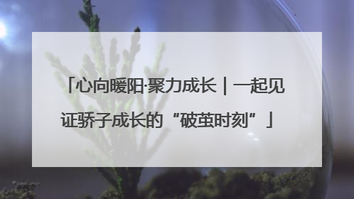 心向暖阳·聚力成长｜一起见证骄子成长的“破茧时刻”