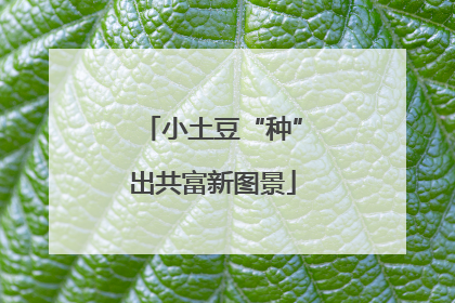 小土豆“种”出共富新图景