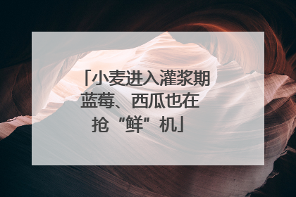 小麦进入灌浆期 蓝莓、西瓜也在抢“鲜”机