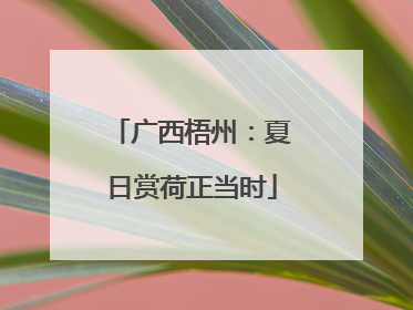 广西梧州：夏日赏荷正当时
