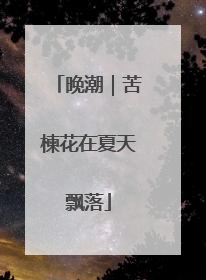晚潮｜苦楝花在夏天飘落
