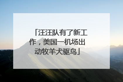 汪汪队有了新工作，美国一机场出动牧羊犬驱鸟