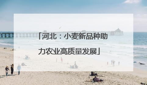 河北：小麦新品种助力农业高质量发展