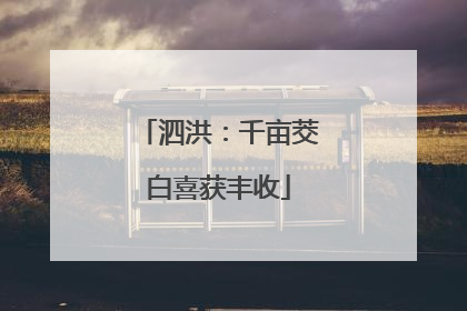 泗洪：千亩茭白喜获丰收