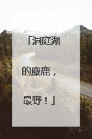 洞庭湖的麋鹿，最野！