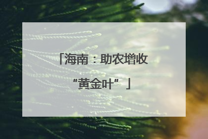 海南：助农增收 “黄金叶”
