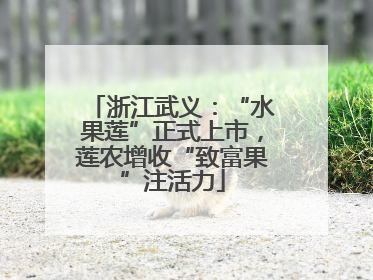浙江武义：“水果莲”正式上市，莲农增收“致富果”注活力