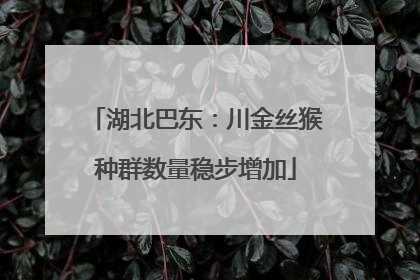 湖北巴东：川金丝猴种群数量稳步增加