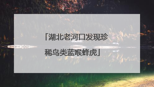 湖北老河口发现珍稀鸟类蓝喉蜂虎