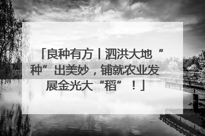 良种有方丨泗洪大地“种”出美妙，铺就农业发展金光大“稻”！
