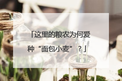 这里的粮农为何爱种“面包小麦”？