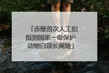 赤壁首次人工拍摄到国家一级保护动物白颈长尾雉