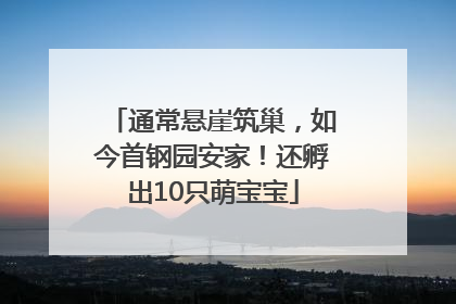 通常悬崖筑巢，如今首钢园安家！还孵出10只萌宝宝