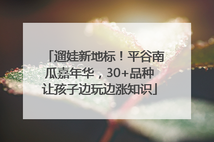 遛娃新地标！平谷南瓜嘉年华，30+品种让孩子边玩边涨知识