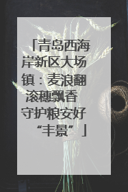 青岛西海岸新区大场镇：麦浪翻滚穗飘香 守护粮安好“丰景”