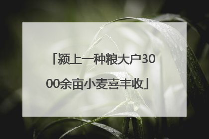 颍上一种粮大户3000余亩小麦喜丰收
