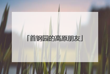 首钢园的高原朋友