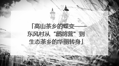高山茶乡的蝶变——东风村从“鹧鸪营”到生态茶乡的华丽转身