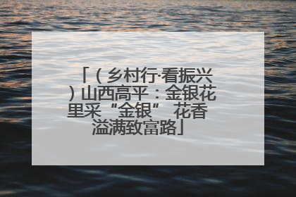 （乡村行·看振兴）山西高平：金银花里采“金银” 花香溢满致富路